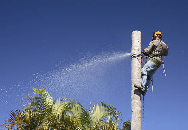 How Our Tree Care Process Works  in  Church Rock, NM